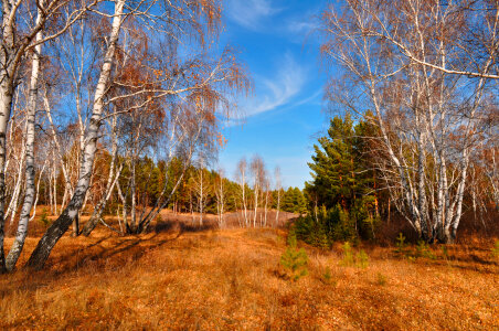 Many birches in the autumn forest photo