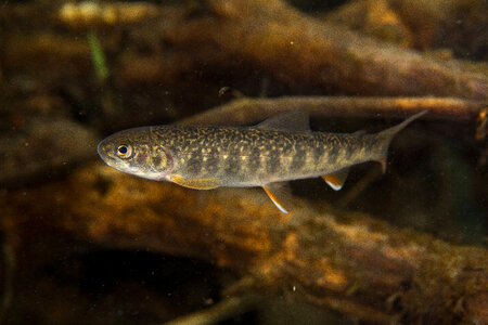 Dolly Varden-2