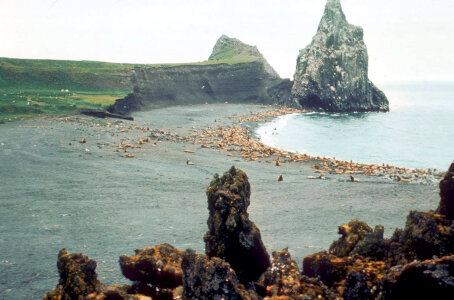 Bogoslof wilderness photo