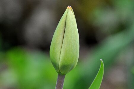 Beautiful Flowers biology blooming
