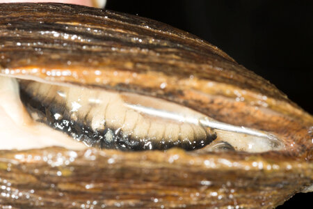 Extracting glochidia from freshwater mussel-2