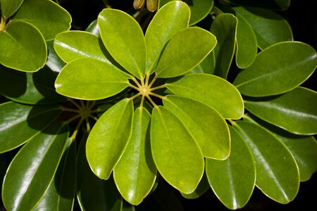 Entire annular green