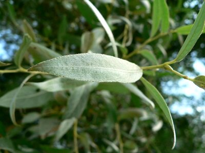 Leaves silver 