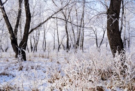 Nature trees forest photo