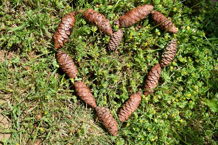 Beard decoration flora photo