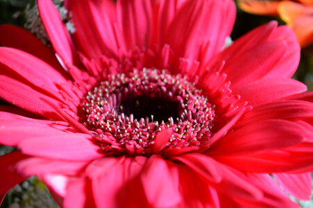 Red Daisy Beautiful photo