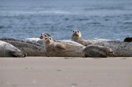 Harbor Seal photo