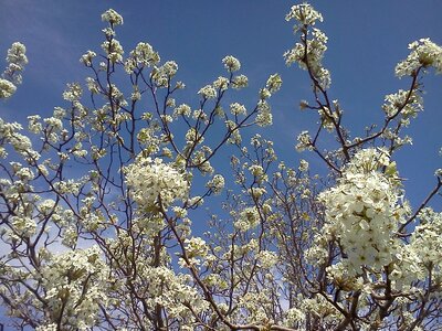 Flowers blooms tiny