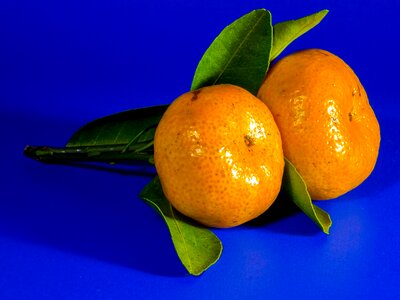 Mandarin fruit citrus fruit