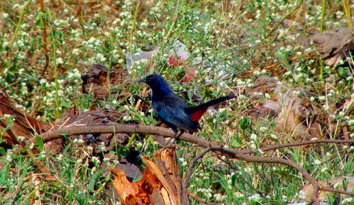 Wings feather wildlife photo