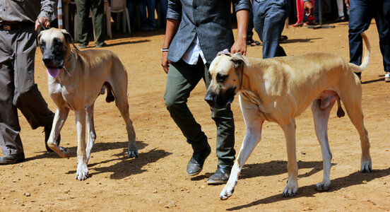 Great Dane Dogs photo