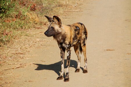 Wildlife animals wild dog photo