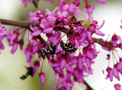 Mournful Thyris moths photo