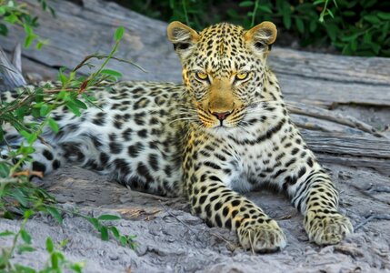 Botswana africa safari photo