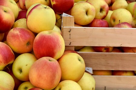 Basket organic fruit