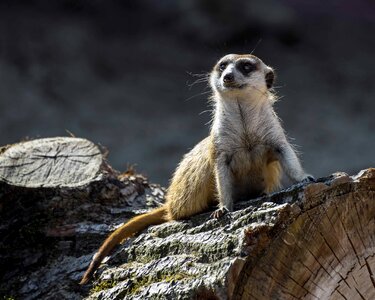 Animal cute fauna