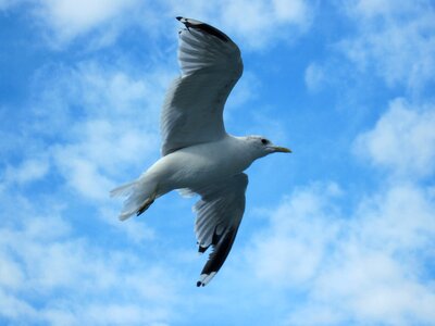 Bird fly wings