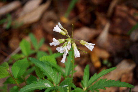 Wildflowers