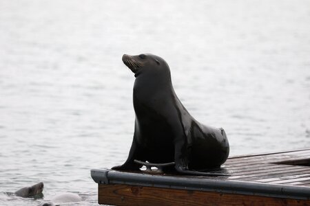 Nature mammal wildlife