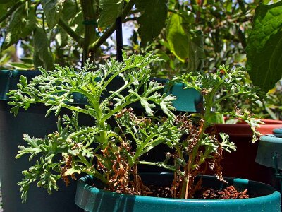 Crops greenery 