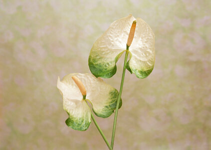 Single White flower Spadix photo