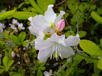 Natural blossom bloom