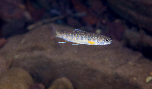 Brook Trout juvenile-2 photo