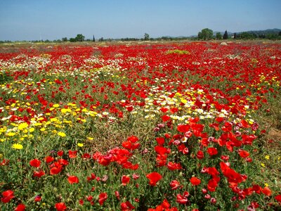 Red field nature