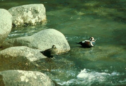Bird couple ducks