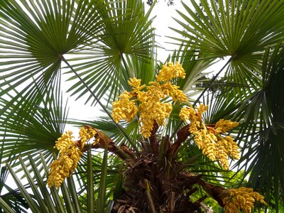 Palm flower palm tree plant photo