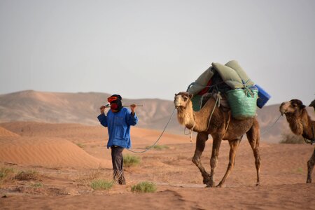 Caravan dromedary sunrise photo