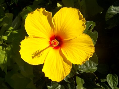 Rosa sinensis hawaiian flora photo