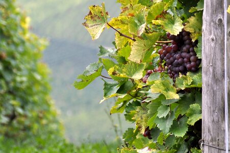 Autumn vintage grapes