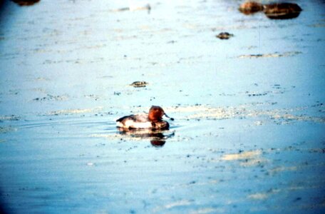 Bathe chief duck