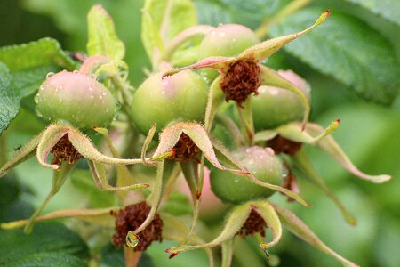 Green plant fruit