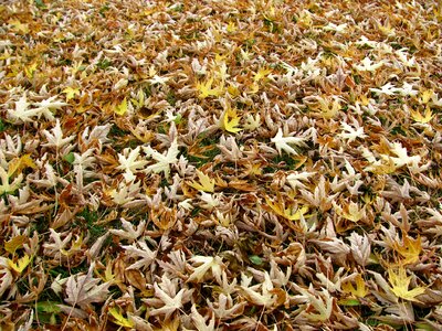 Maple foliage color