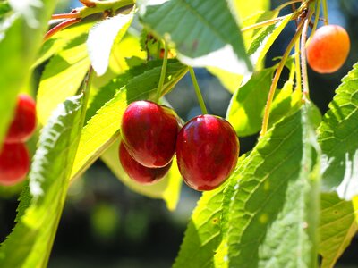 Red ripe sweet cherry photo