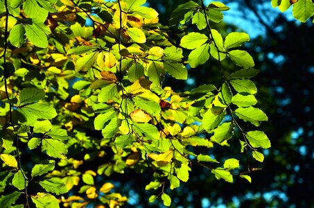 Branch forest leaf