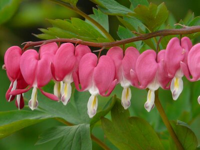 Plant blossom bloom