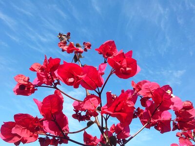 Beautiful Flowers biology blooming