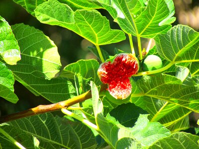 Ficus carica fruit green photo