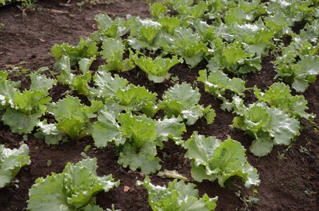 Plantation lettuce green photo