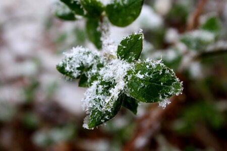 Nature snow snowflake
