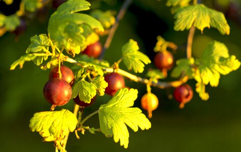 Fruit organic nature