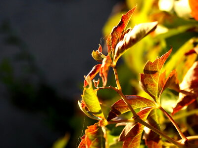 Autumn autumn season leaf photo