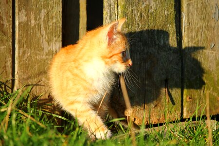 Animal backyard cat