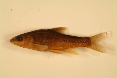 Hybopsis hypsinotus