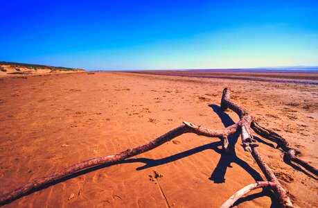 Alone beach branch