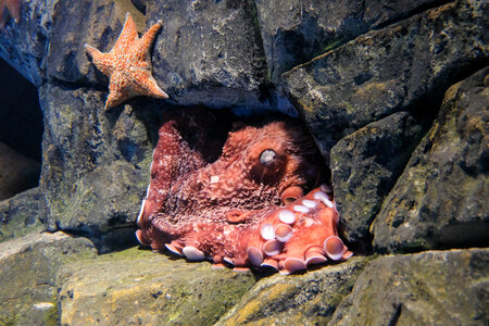 Octopus Sleeping Next to a Starfish photo