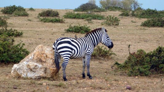 Zebras animals savana photo